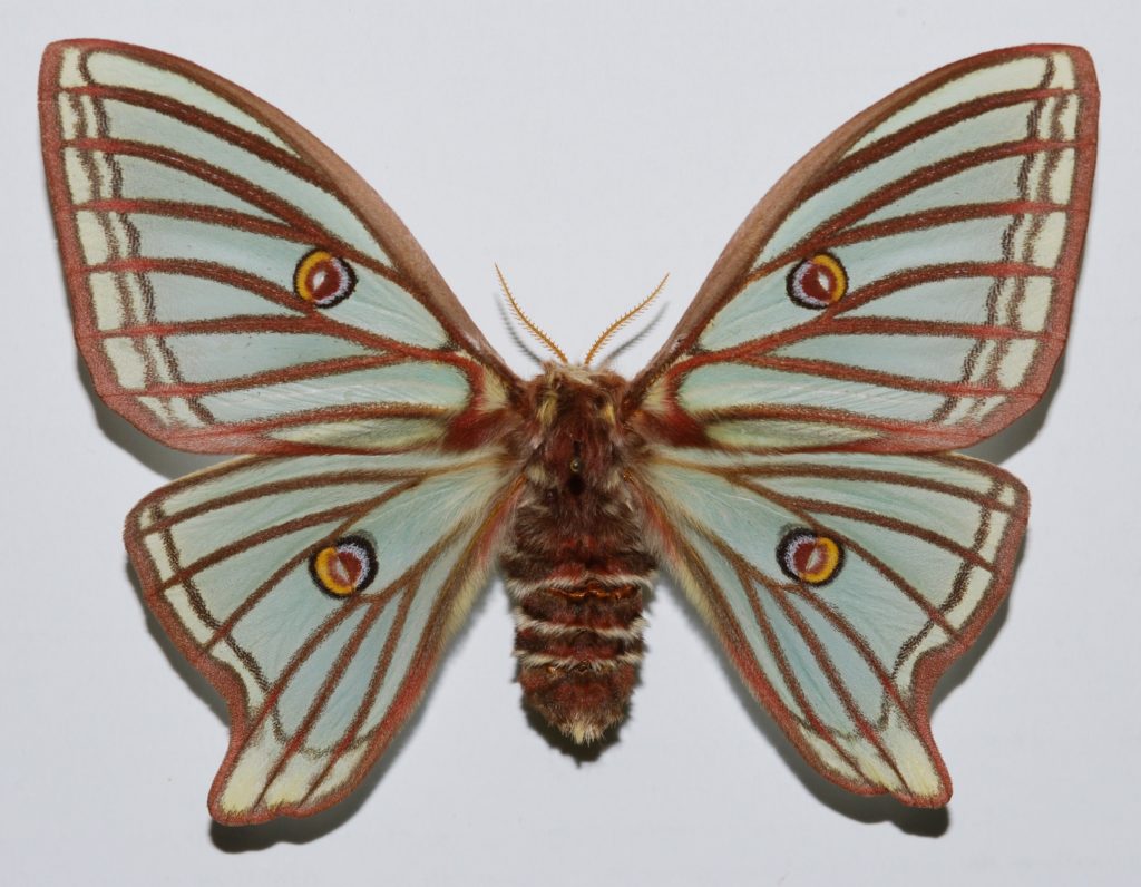 Spanish Moon Moth Female Graellsia isabellae Tramacastilla-Albarracin, Terruel, SPAIN