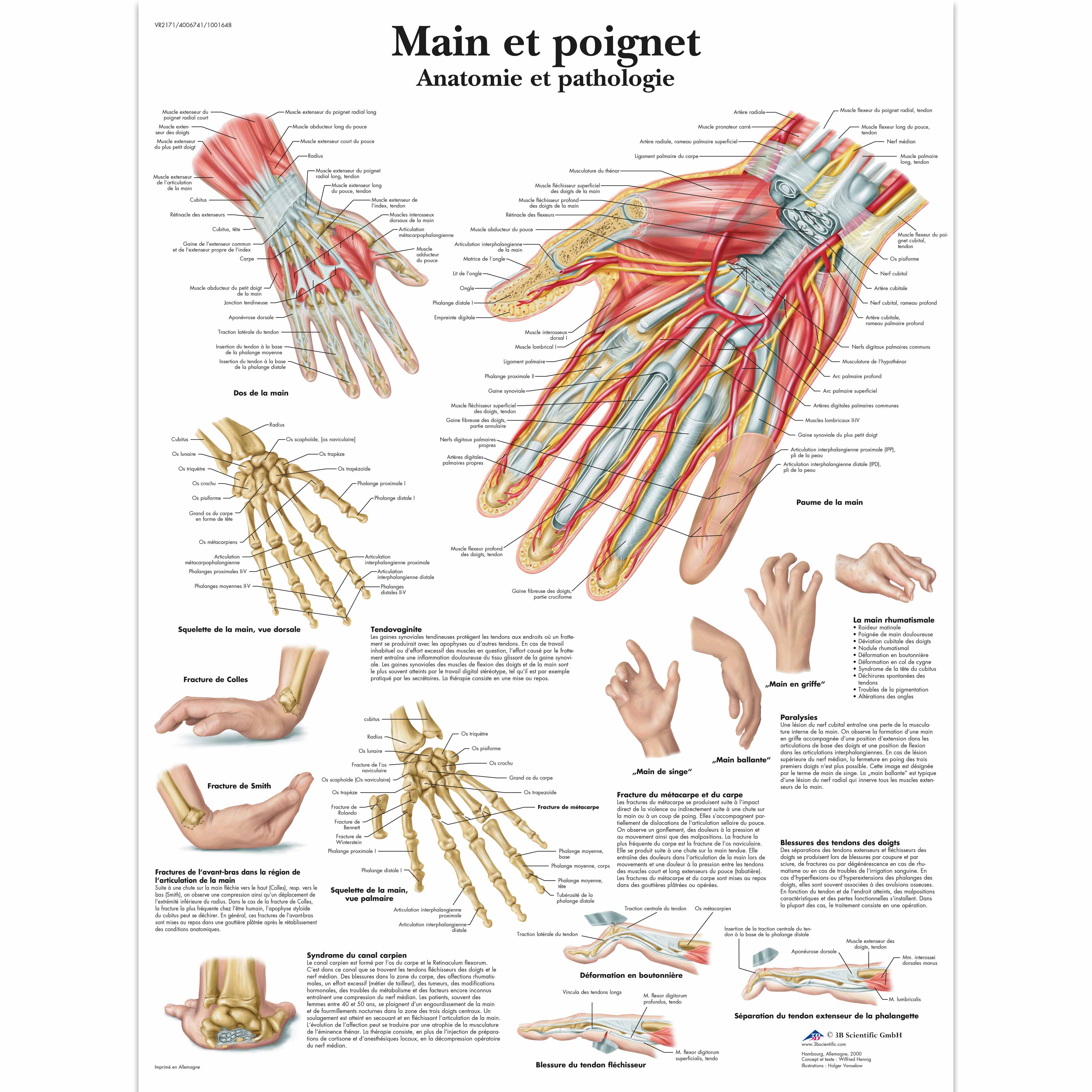 Main-et-poignet-Anatomie-et-pathologie